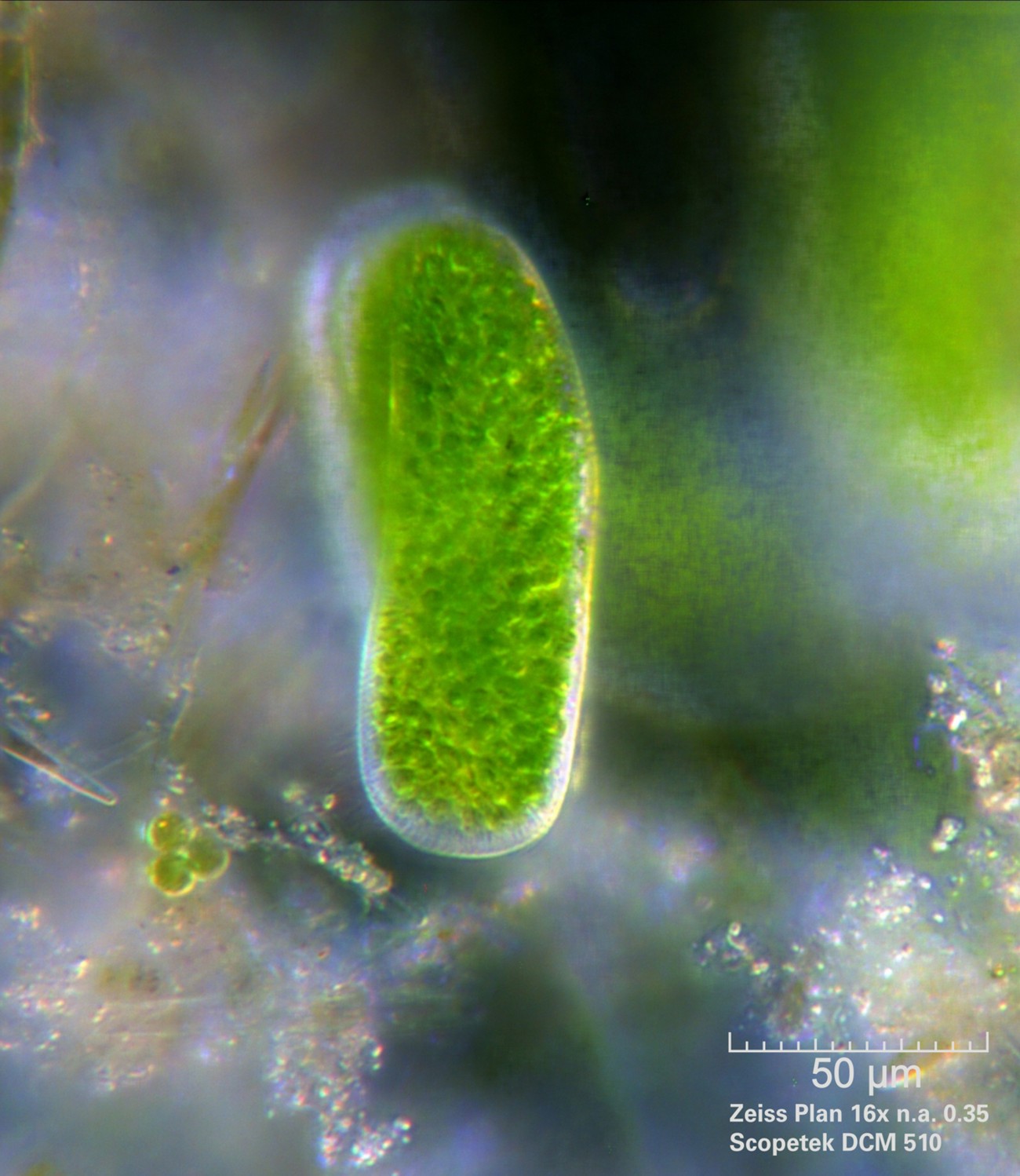 Paramecium bursaria